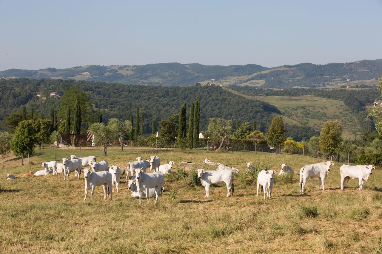 Poggiovalle Tenuta Italiana Citta della Pieve Exterior photo